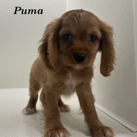 puppy, for, sale, Cockaliers, Joe & Cherri  Overlease, dog, breeder, Miller, MO, dog-breeder, puppy-for-sale, forsale, nearby, find, puppyfind, locator, puppylocator, aca